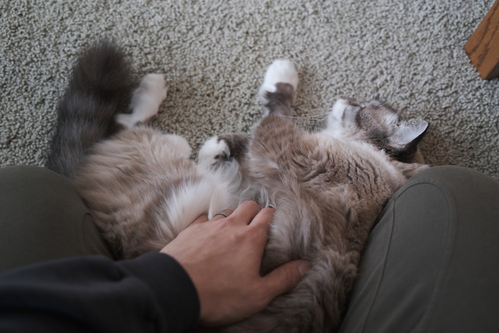 a person is petting a cat on the floor