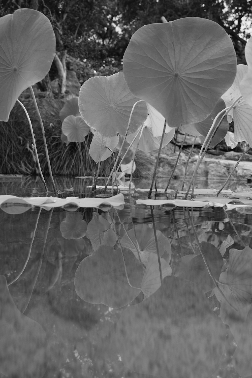 a black and white photo of water lilies in a pond
