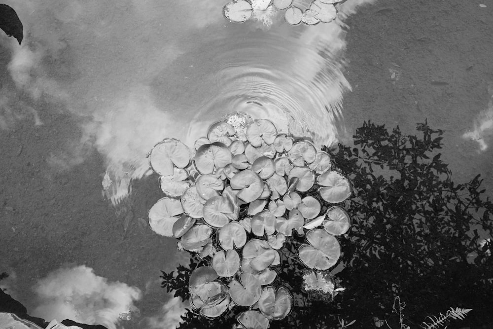 a black and white photo of a pond with water lillies