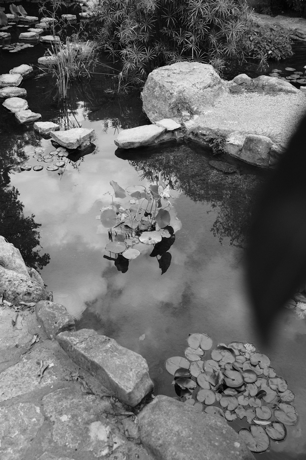 a black and white photo of a pond