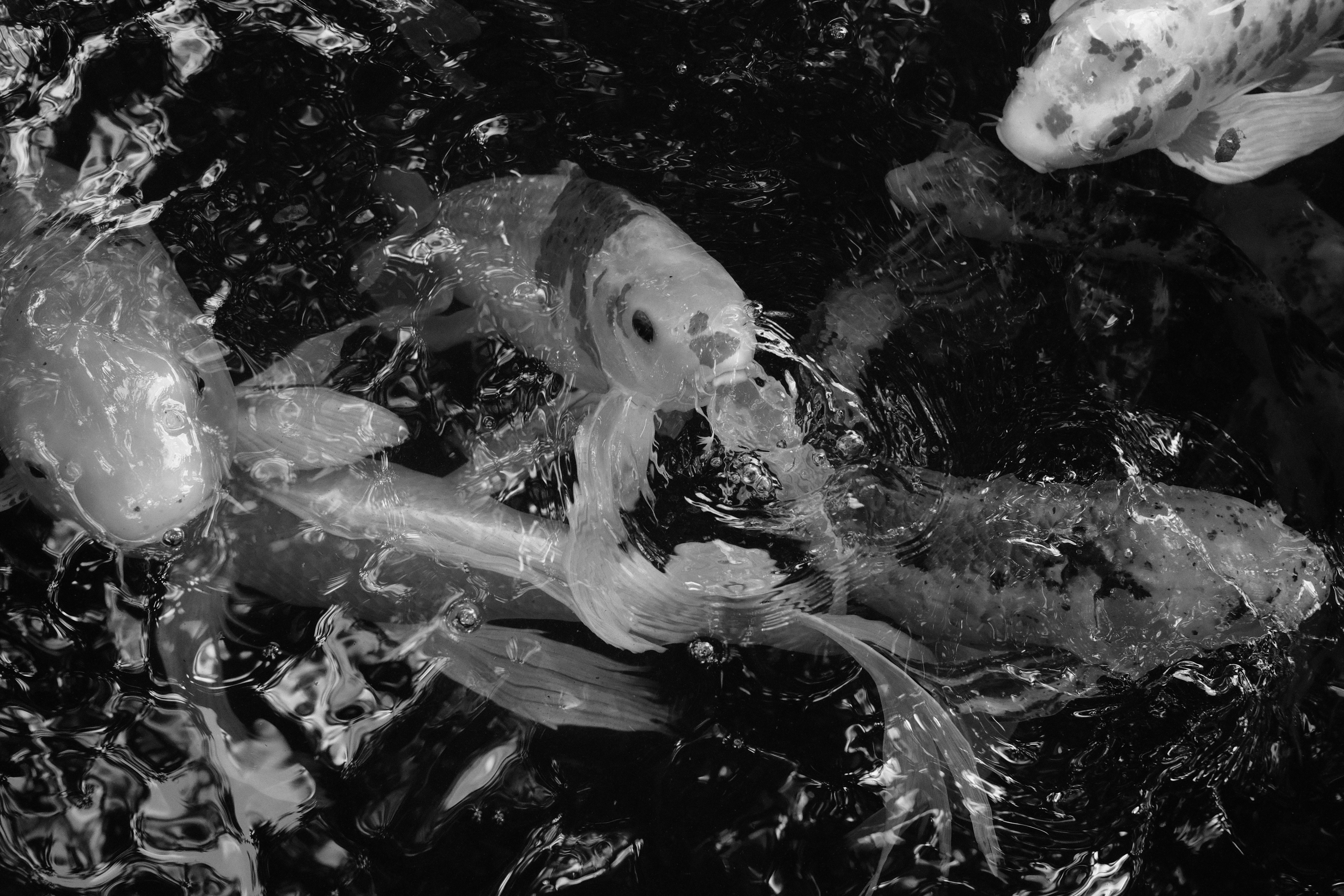 sekelompok ikan berenang di kolam