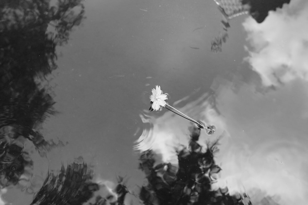 a white flower floating on top of a body of water