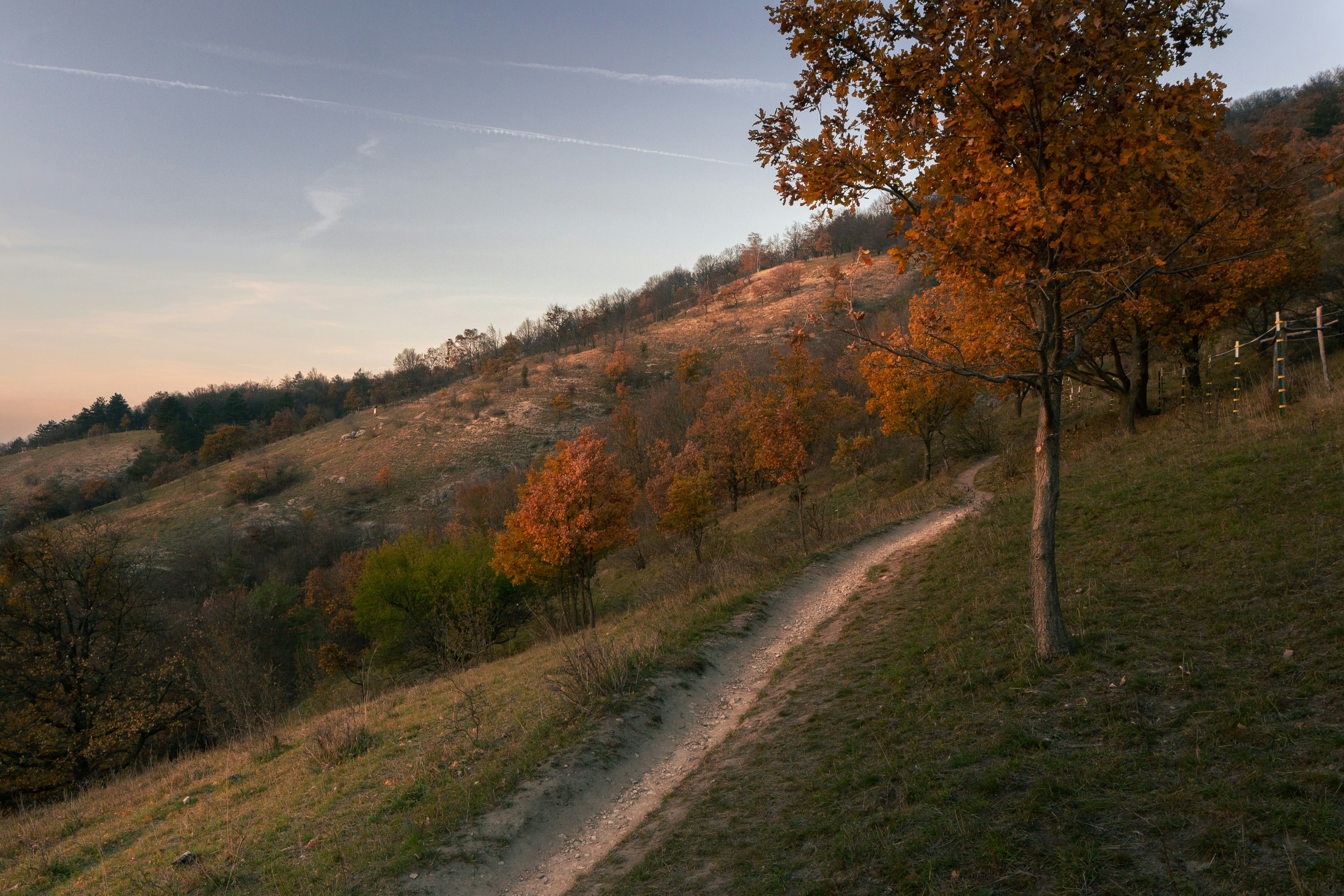 a dirt path going up a hill with a tree in the foreground