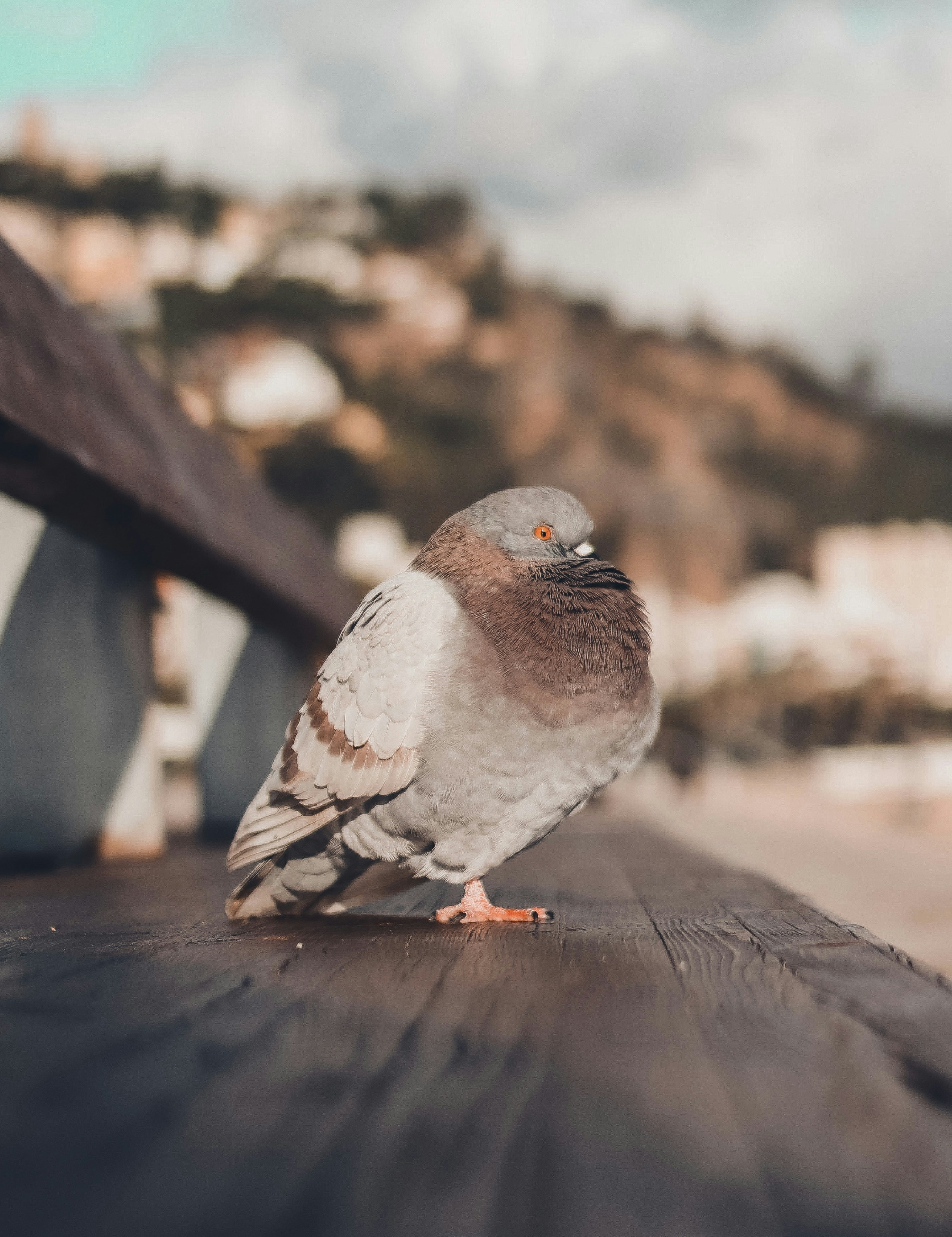 Photo by gringophoto