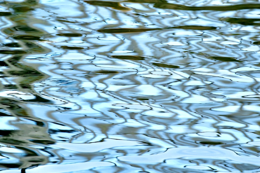 a bird is sitting on a branch in the water