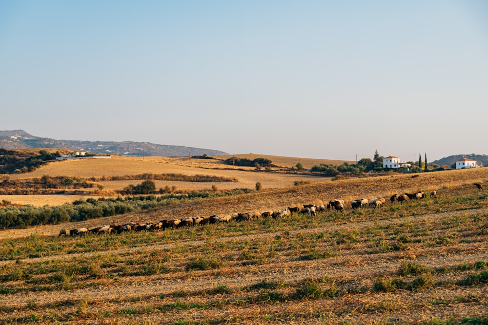a herd of sheep walking across a dry grass field