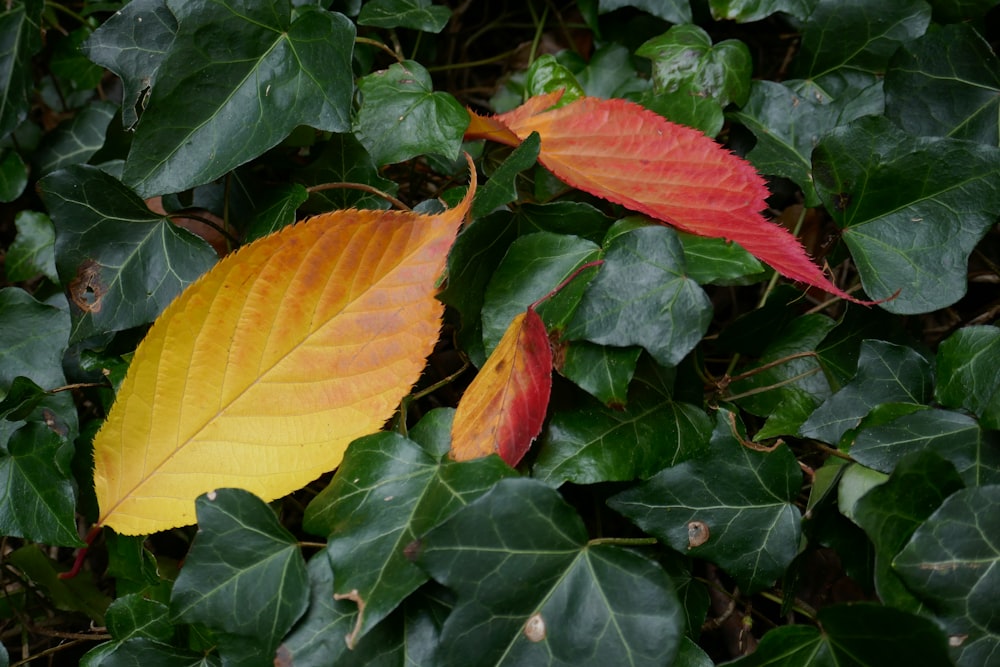 a couple of leaves that are on a plant