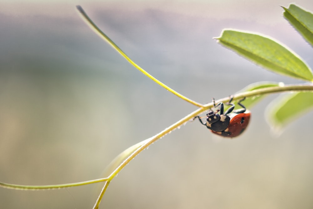 a ladybug crawling on a branch of a plant