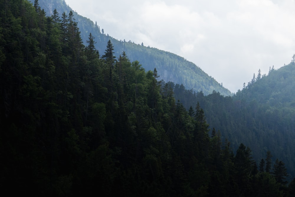 a group of trees in the middle of a forest