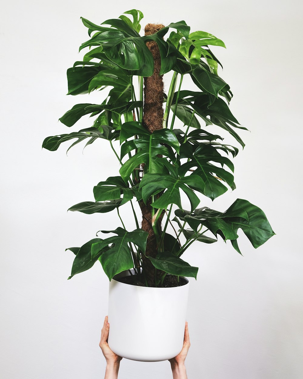 uma pessoa segurando um vaso de planta em suas mãos