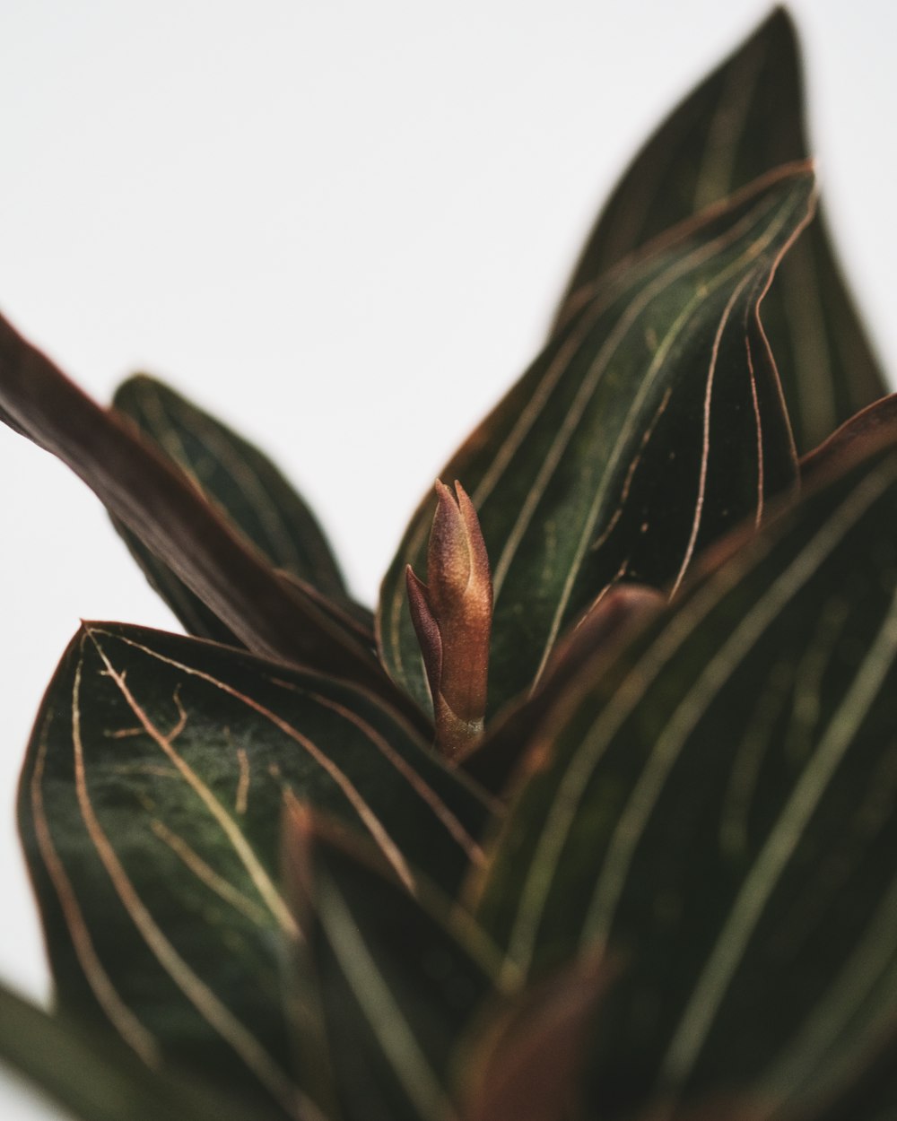 a close up of a plant with a white background