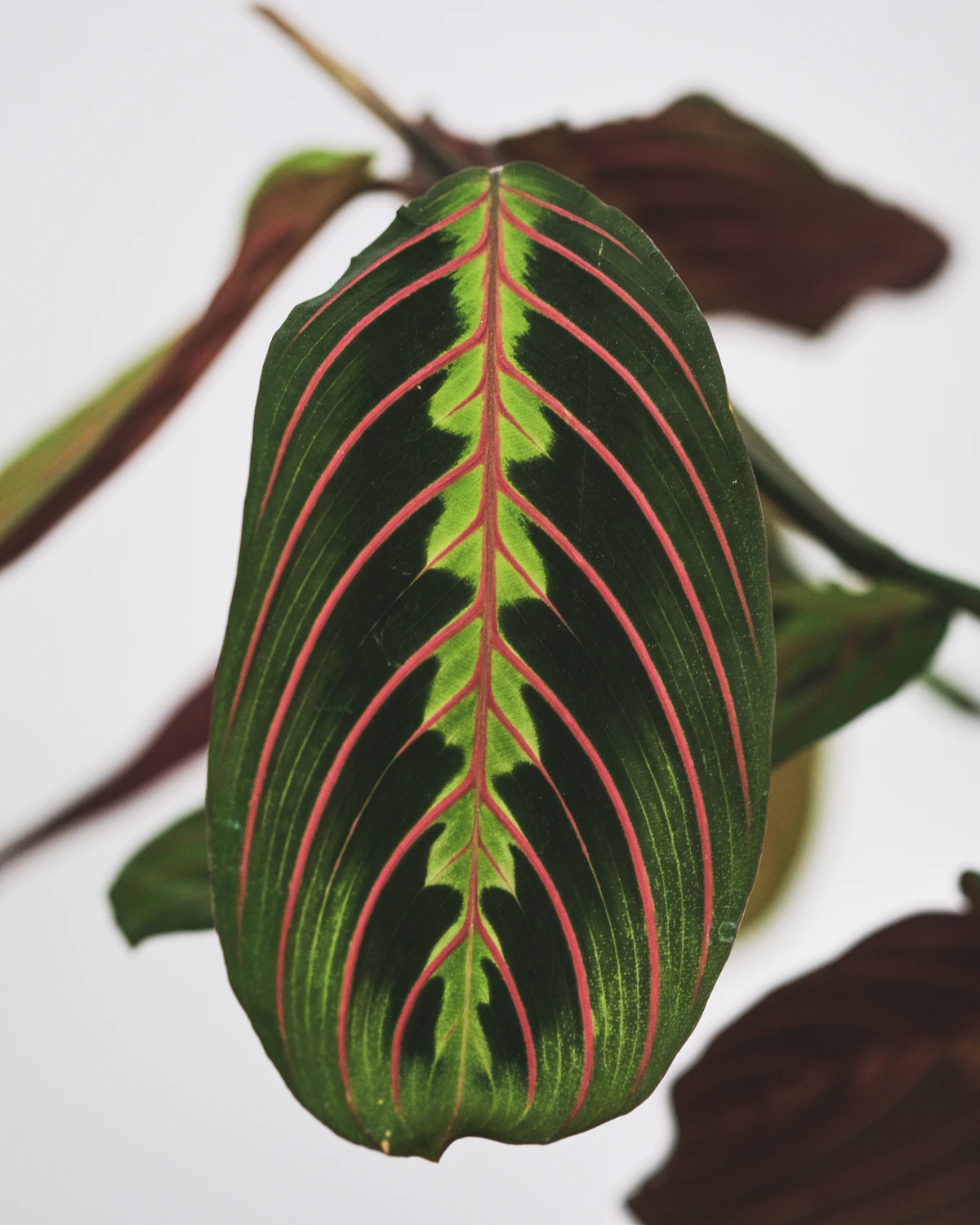 Close-up of an unusual tropical houseplant with patterned leaves