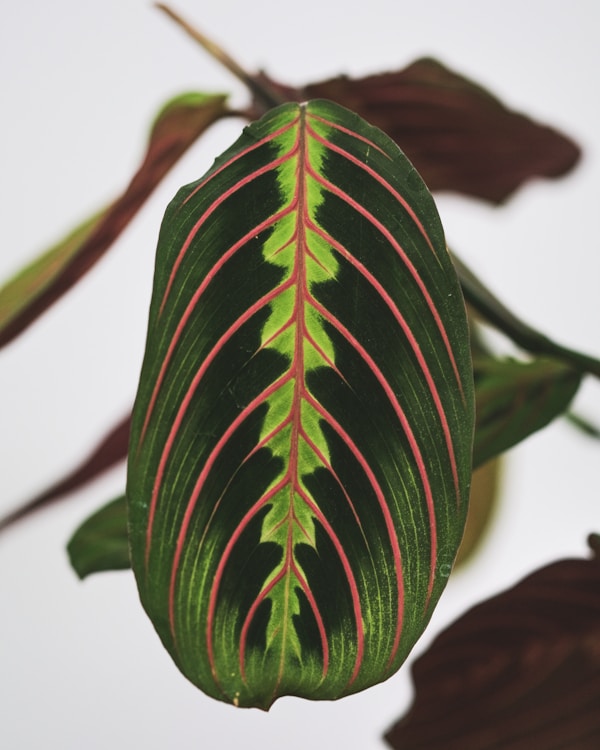 Calathea Orbifolia