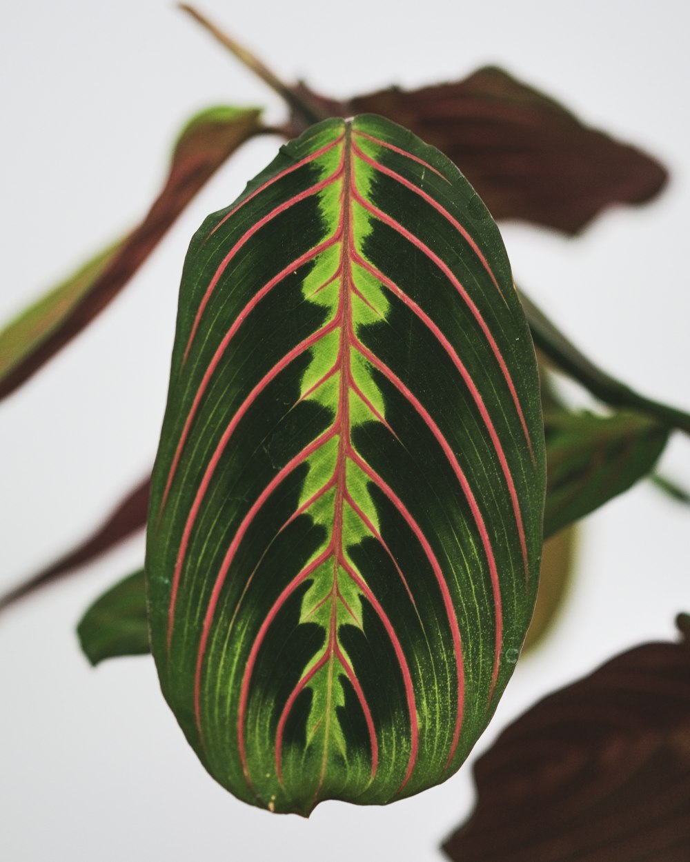 a close up of a green and red leaf