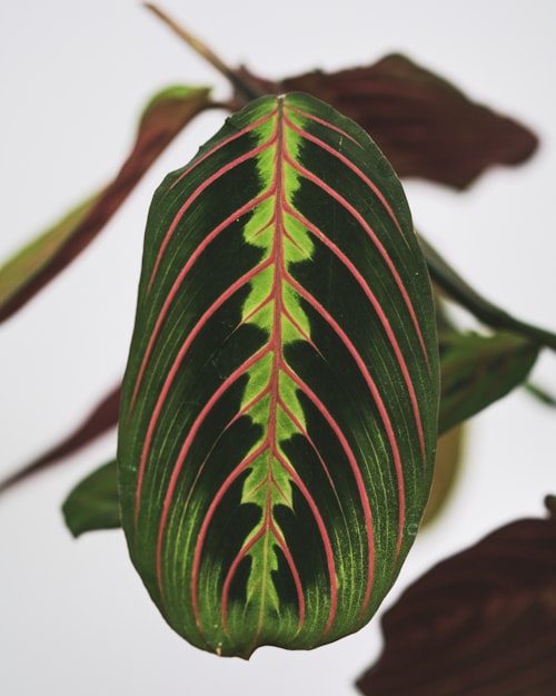Dieffenbachia