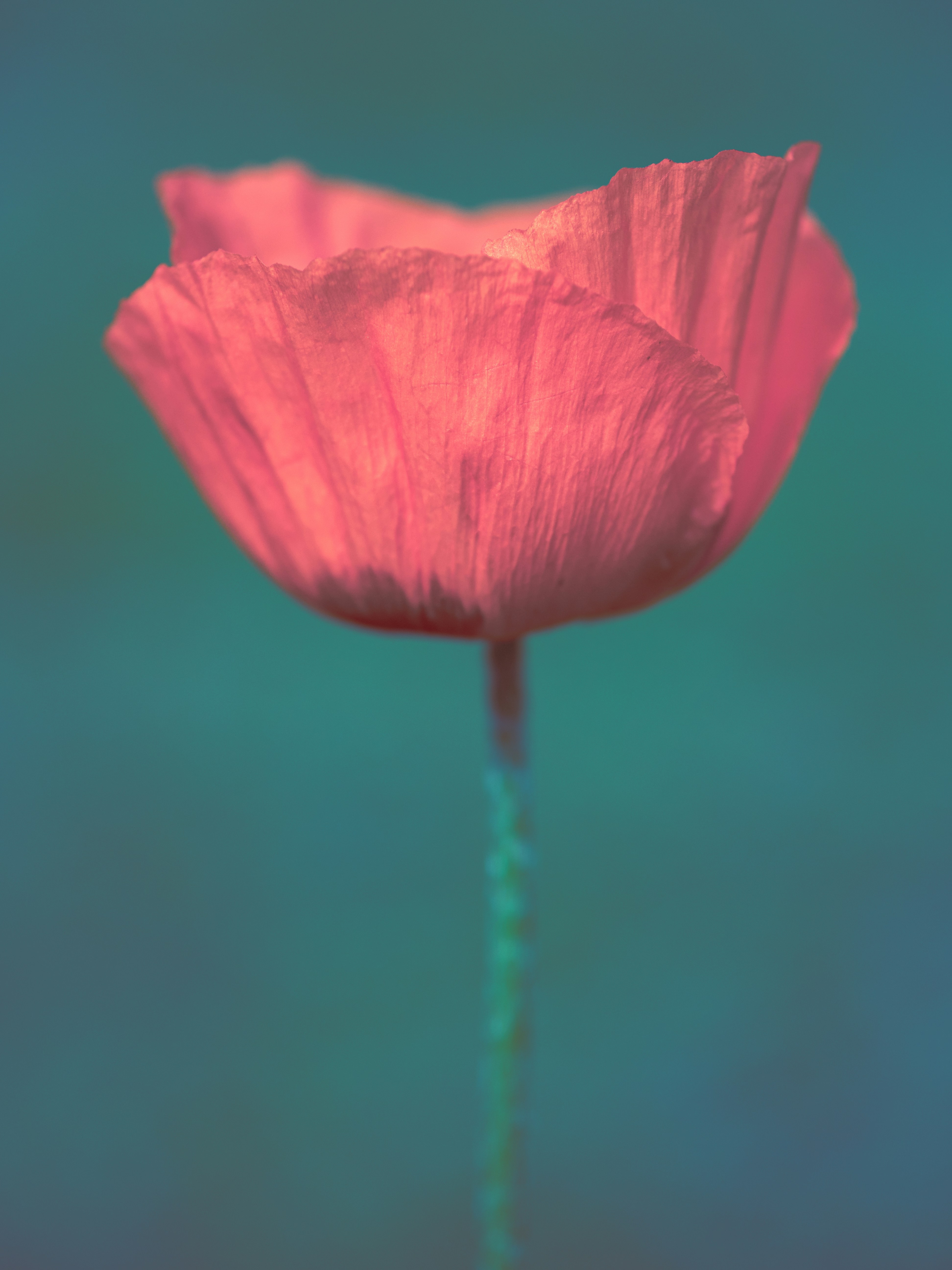 Pink poppy plant