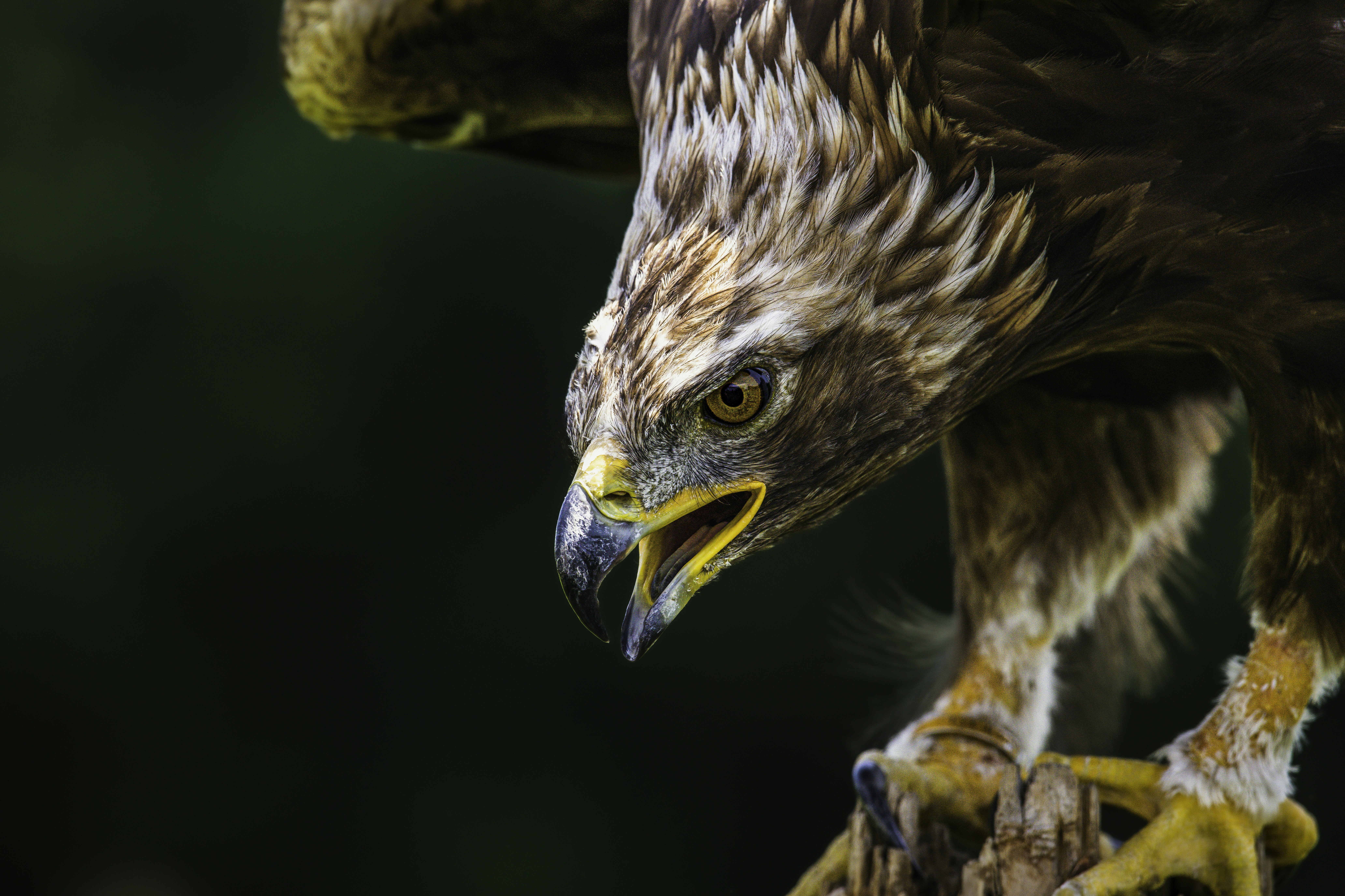 クローズ アップ写真で黒と白の鳥の写真 Unsplashで見つけるケンダルの無料写真