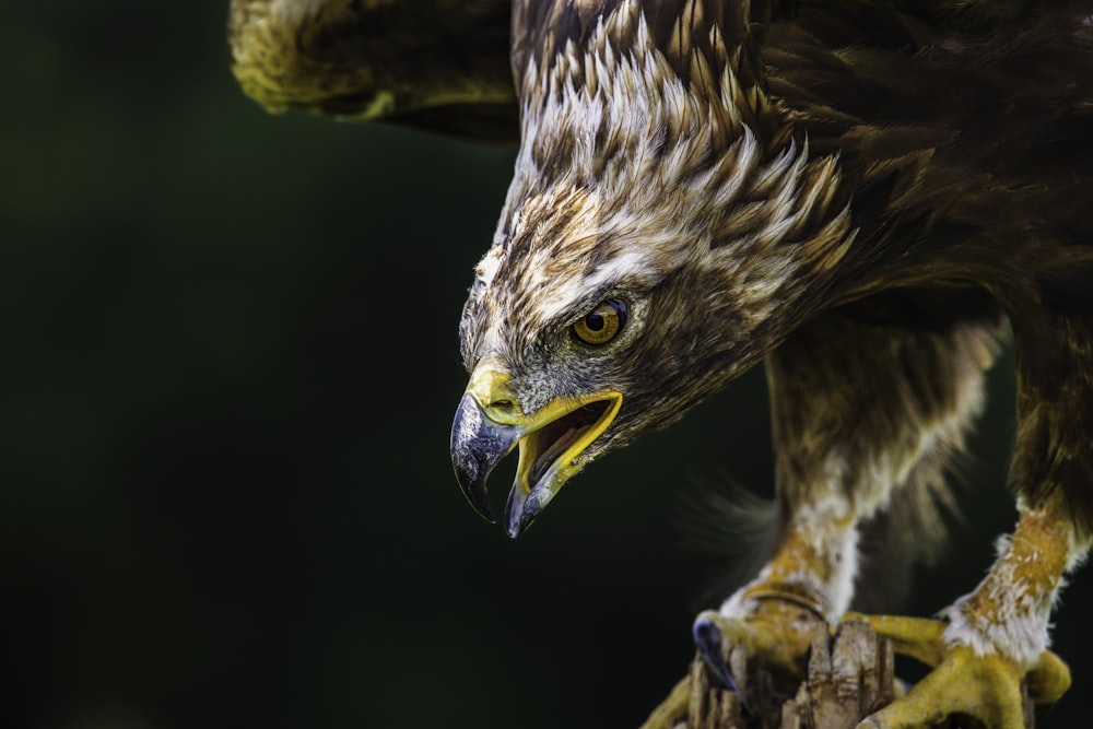 a close up of a bird of prey on a branch