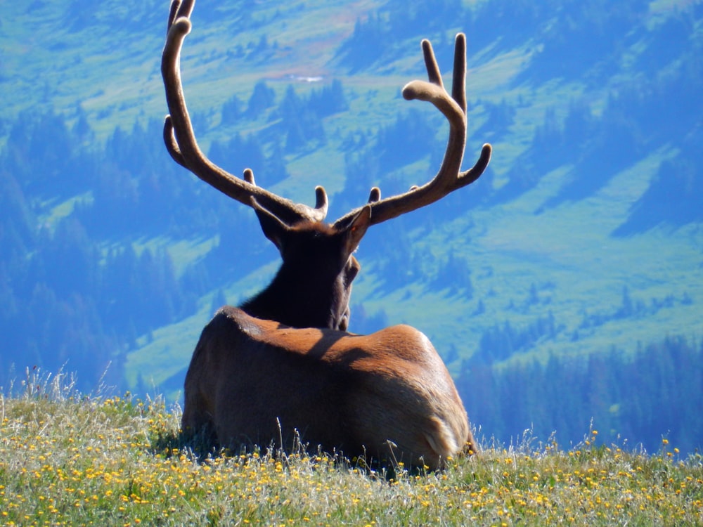 a deer laying down in a field with mountains in the background