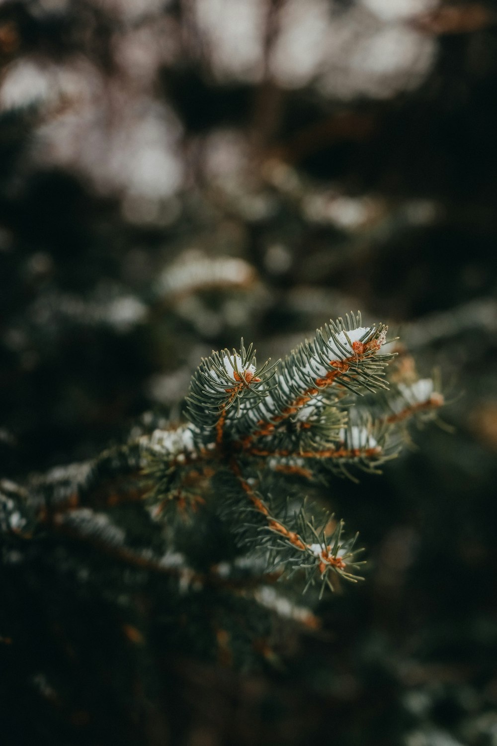 a close up of a pine tree branch