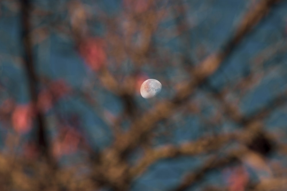 a full moon is seen through the branches of a tree