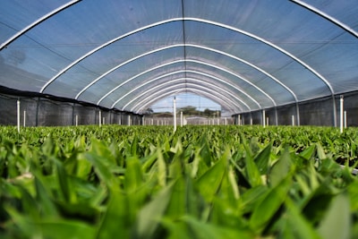 a large greenhouse with green plants growing inside of it