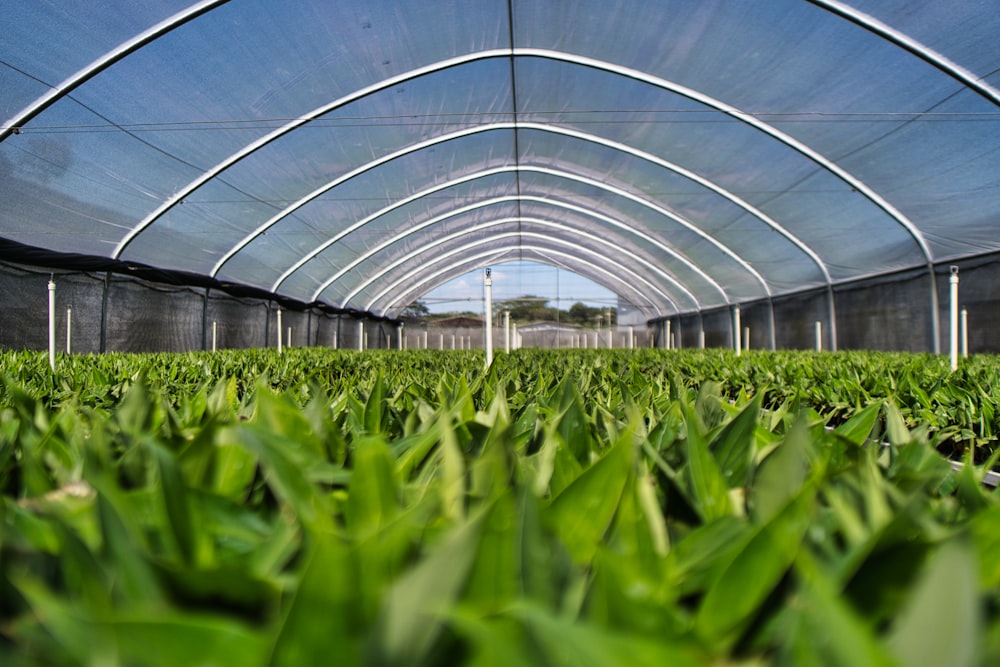 a large greenhouse with green plants growing inside of it