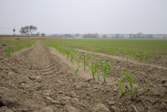 A vast agricultural field with rows of young crops emerging from the soil. The ground is freshly tilled, and the small plants are evenly spaced in organized rows. The horizon is overcast with a dull gray sky, and there are distant trees and vegetation in the background.