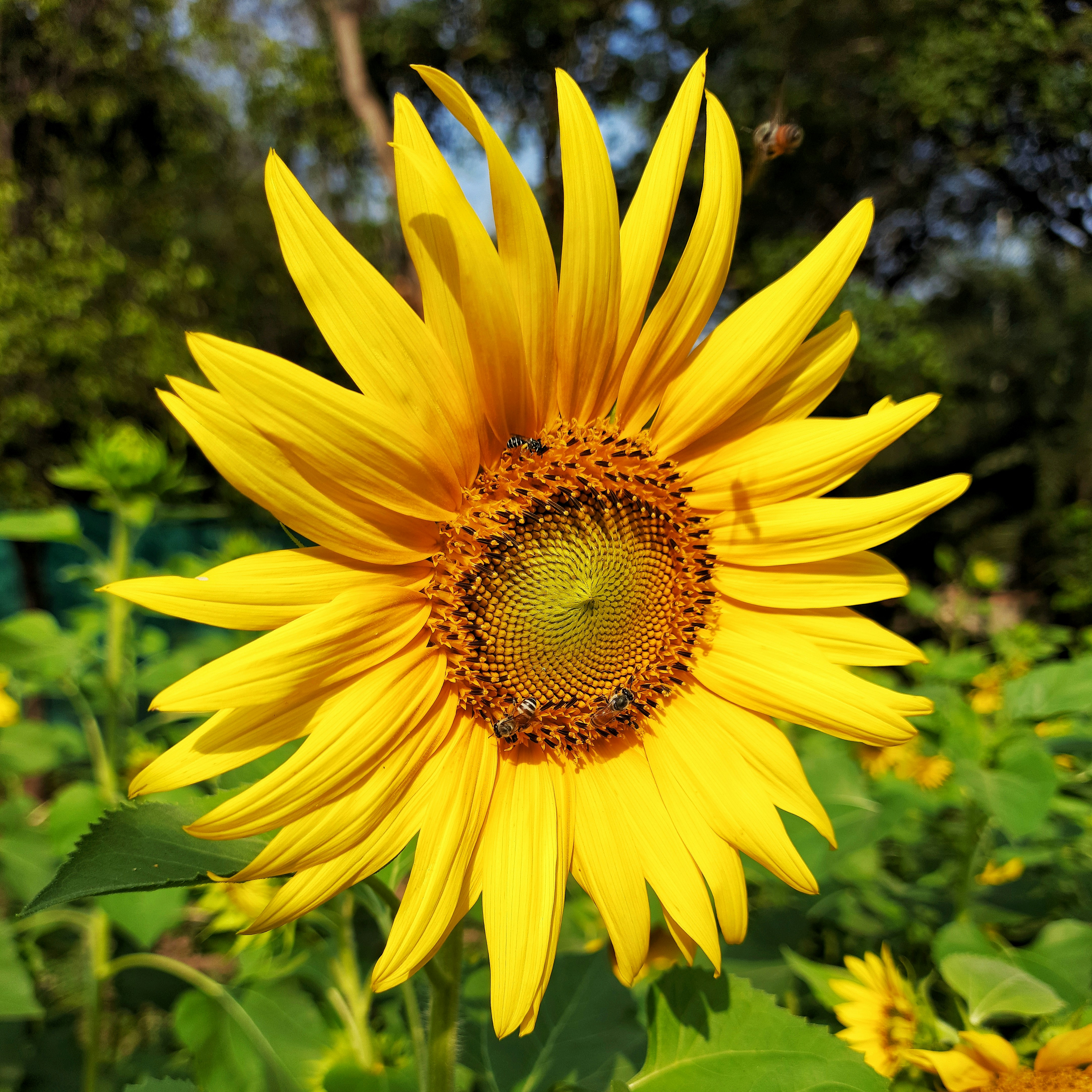 Photo by m_nandurkar