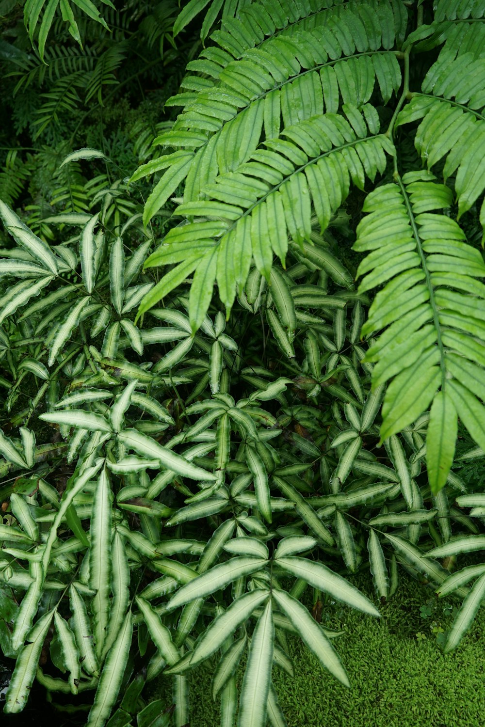 a lush green forest filled with lots of leaves