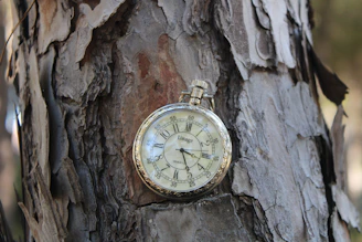 an old pocket watch hanging on a tree