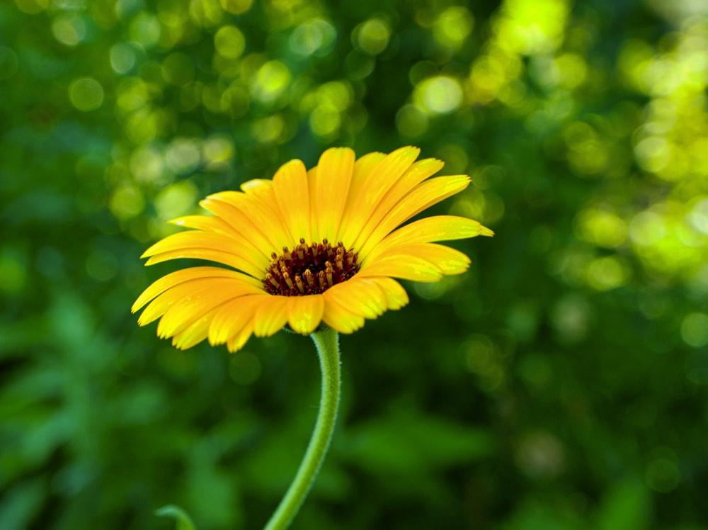 a close up of a yellow flower with a blurry background