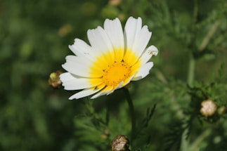 A single chamomile flower with white petals and a bright yellow center stands out against a blurred green background. The flower's petals are slightly ruffled, and there are a few unopened buds nearby.
