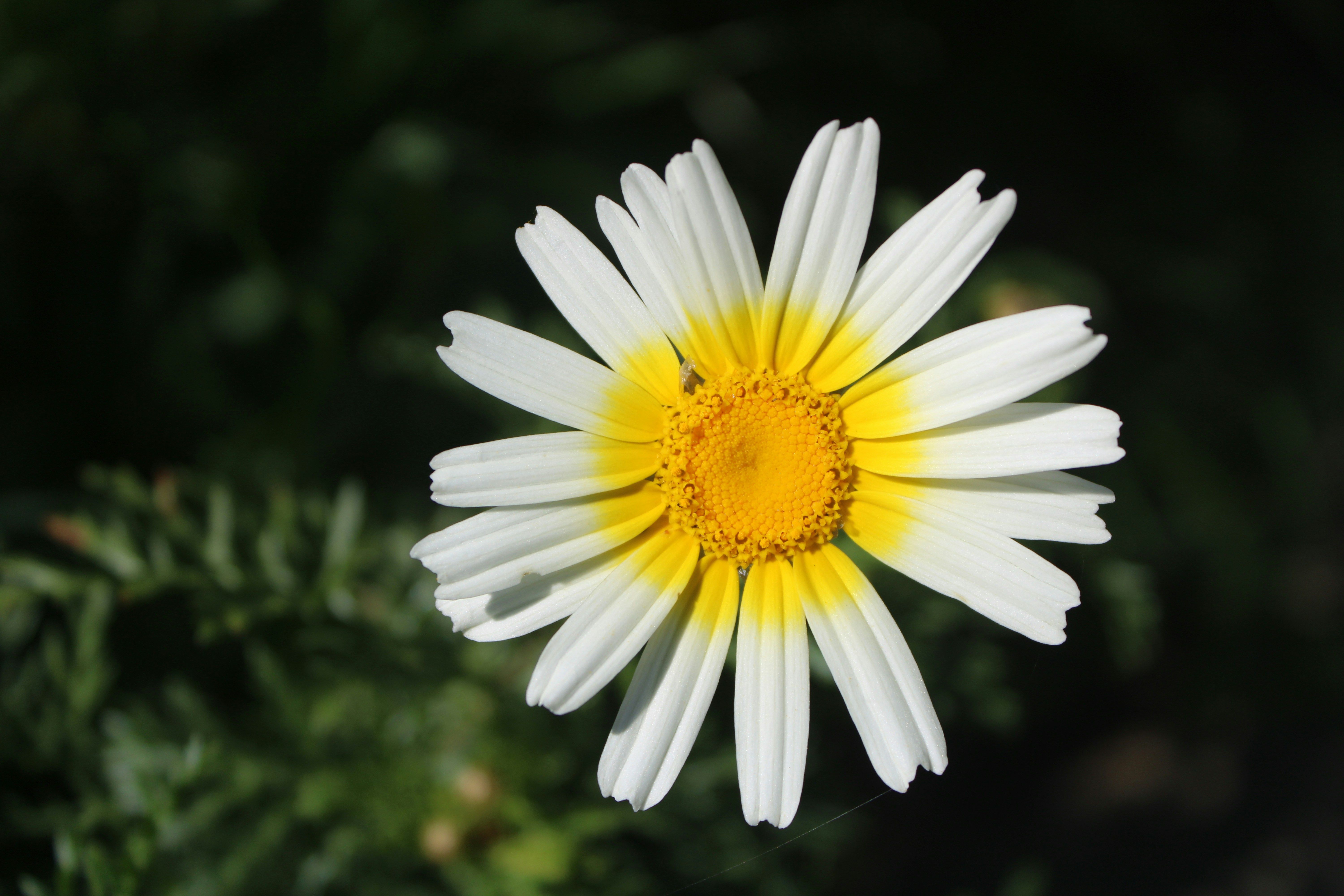 Photo by antoniogarcia