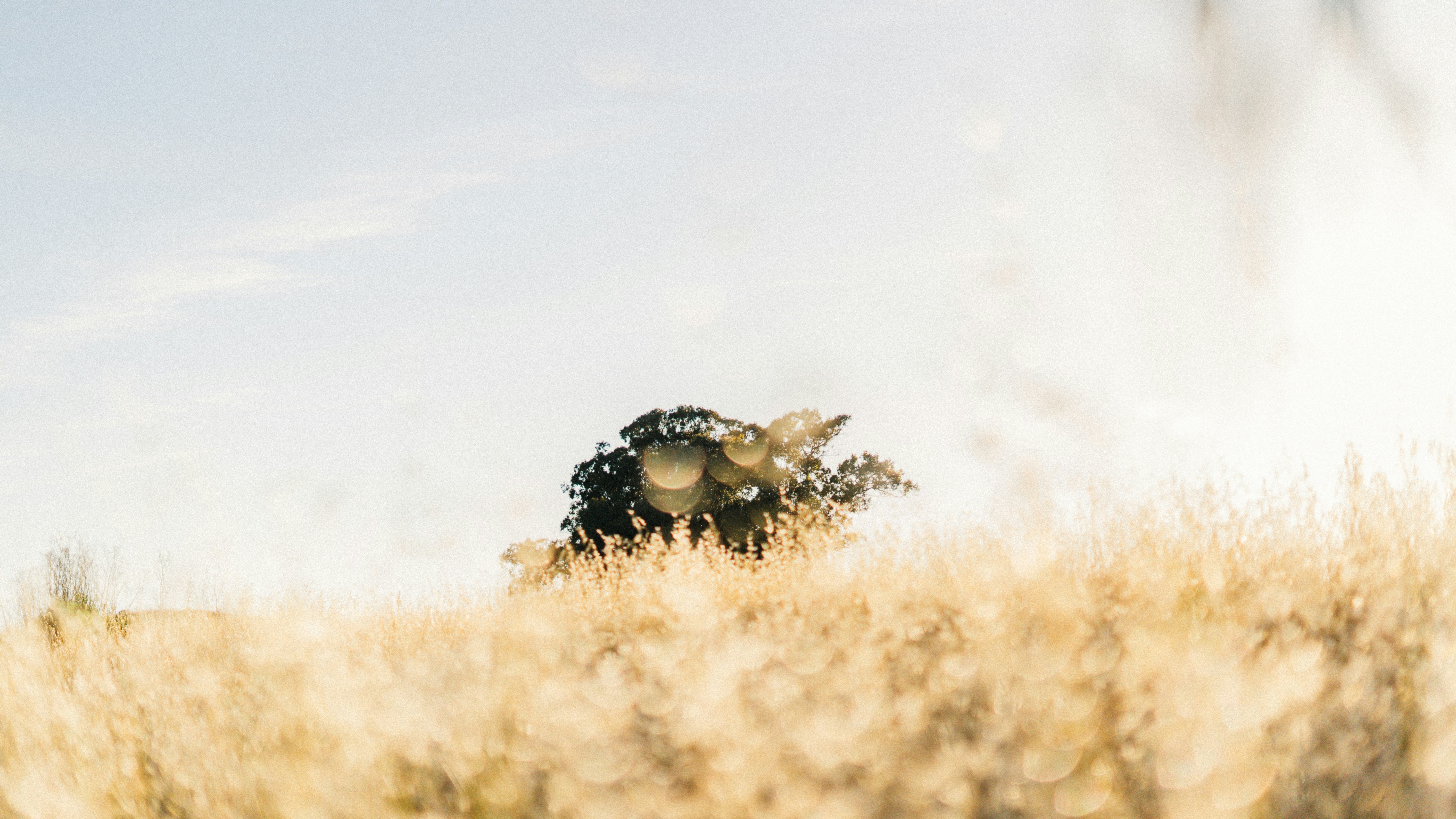 Photo by kalaniparker