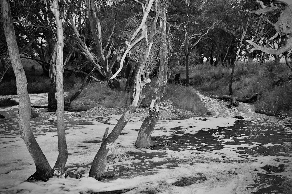 a black and white photo of trees and water