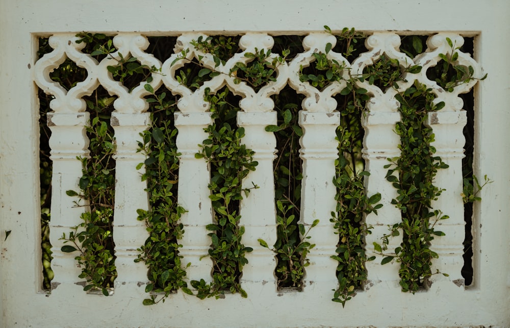 a white fence with vines growing on it