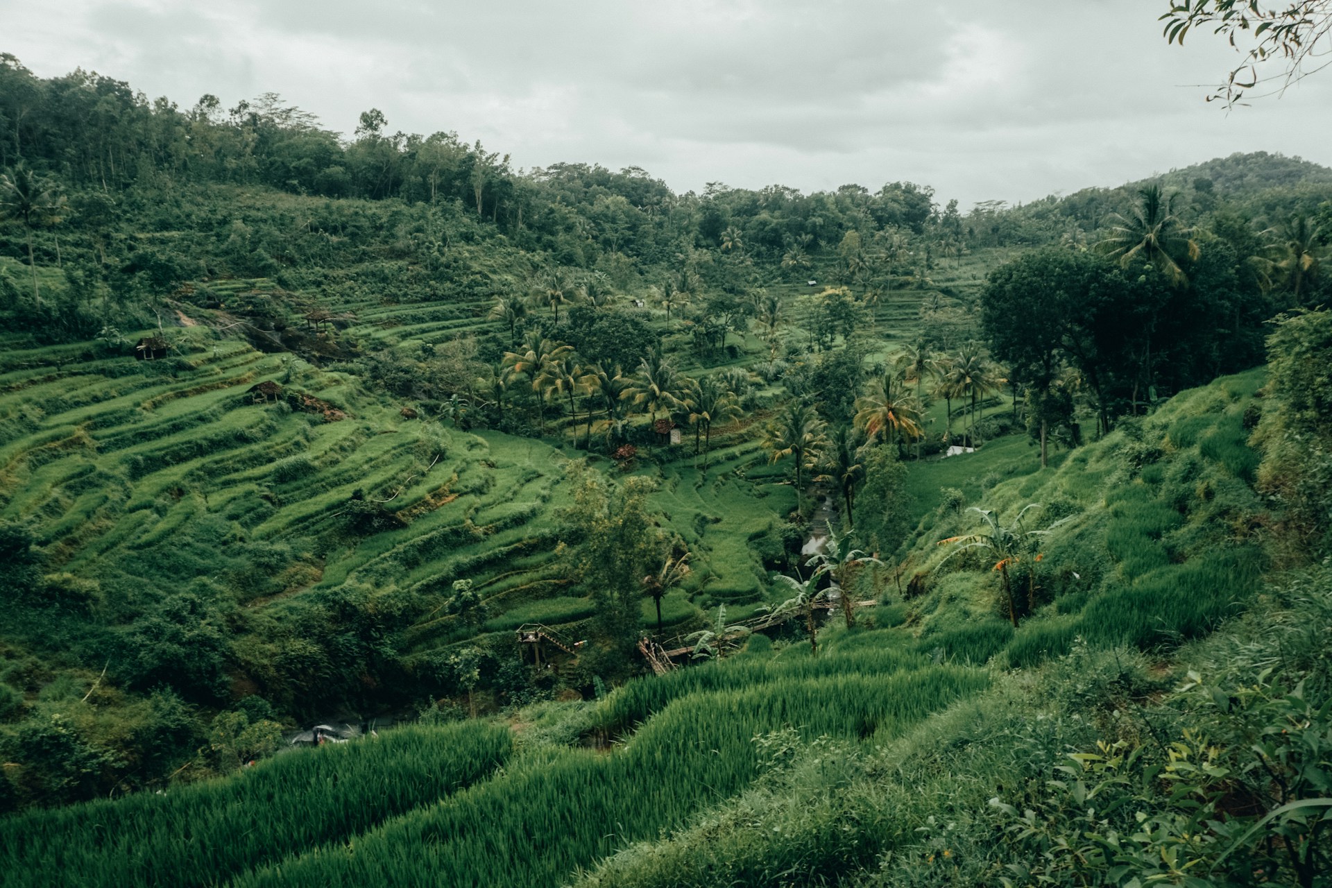 a lush green hillside covered in lots of trees