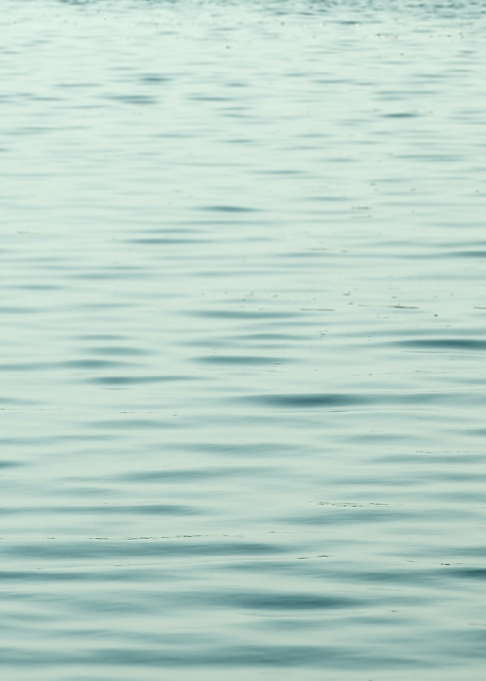 a bird flying over a body of water