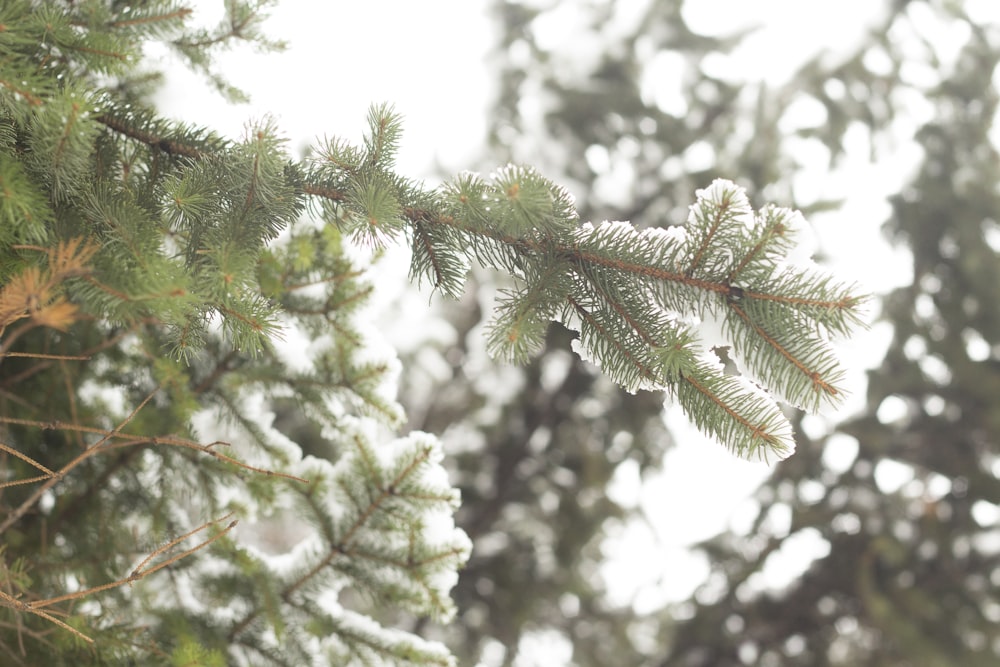 a branch of a pine tree covered in snow