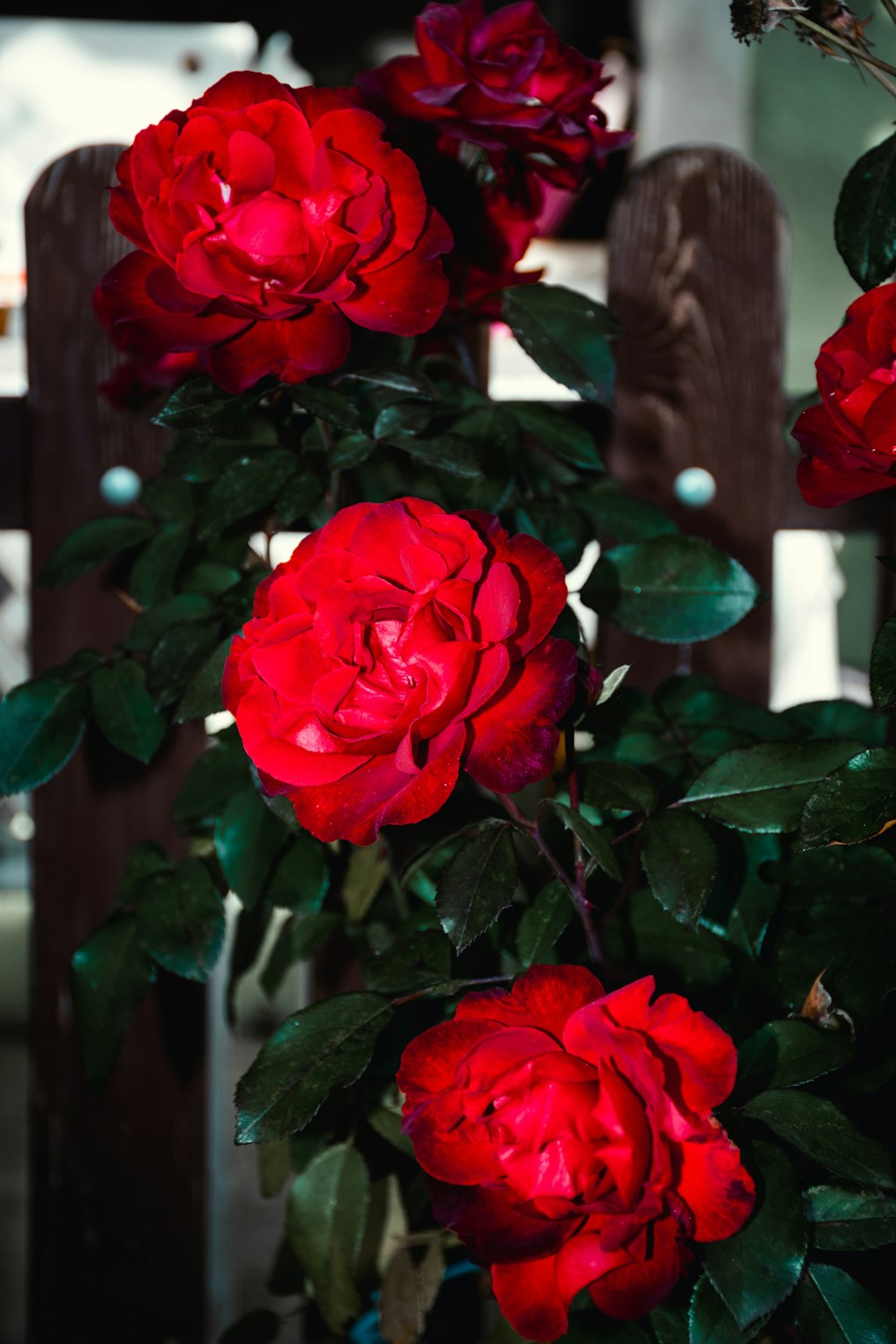 a bunch of red flowers that are in a vase