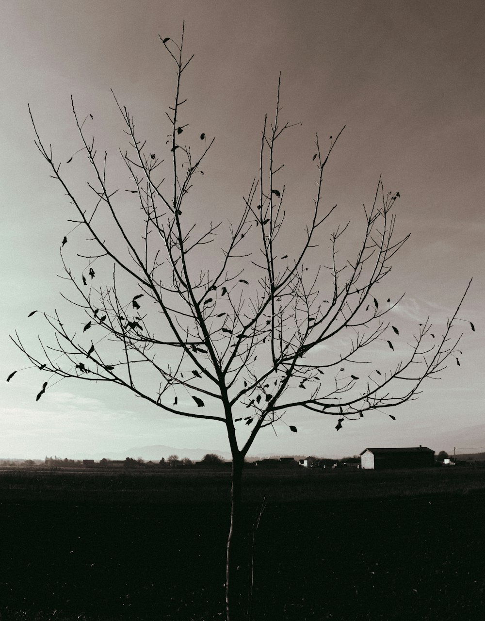 a black and white photo of a tree in a field