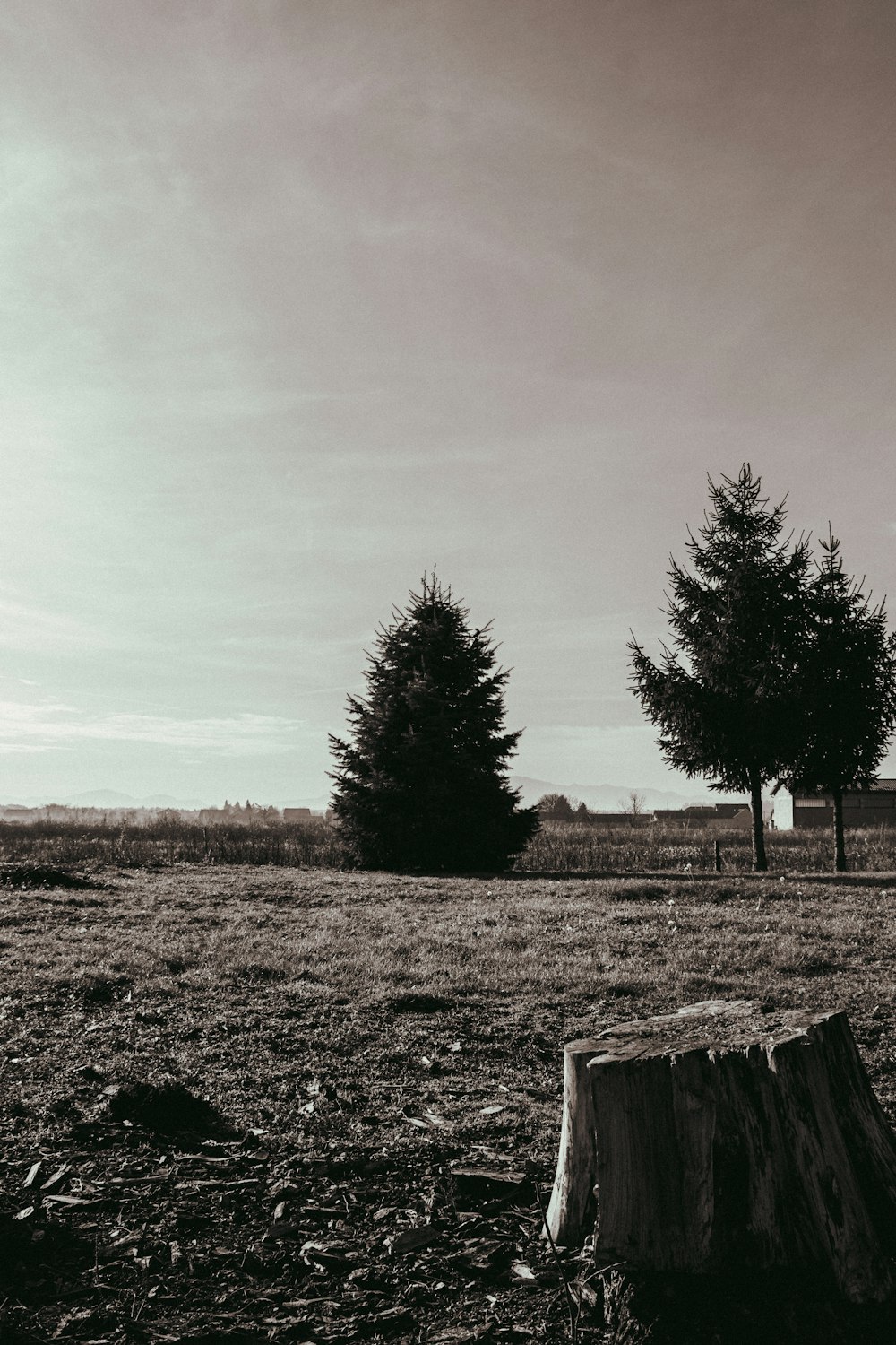 a black and white photo of a tree stump in a field
