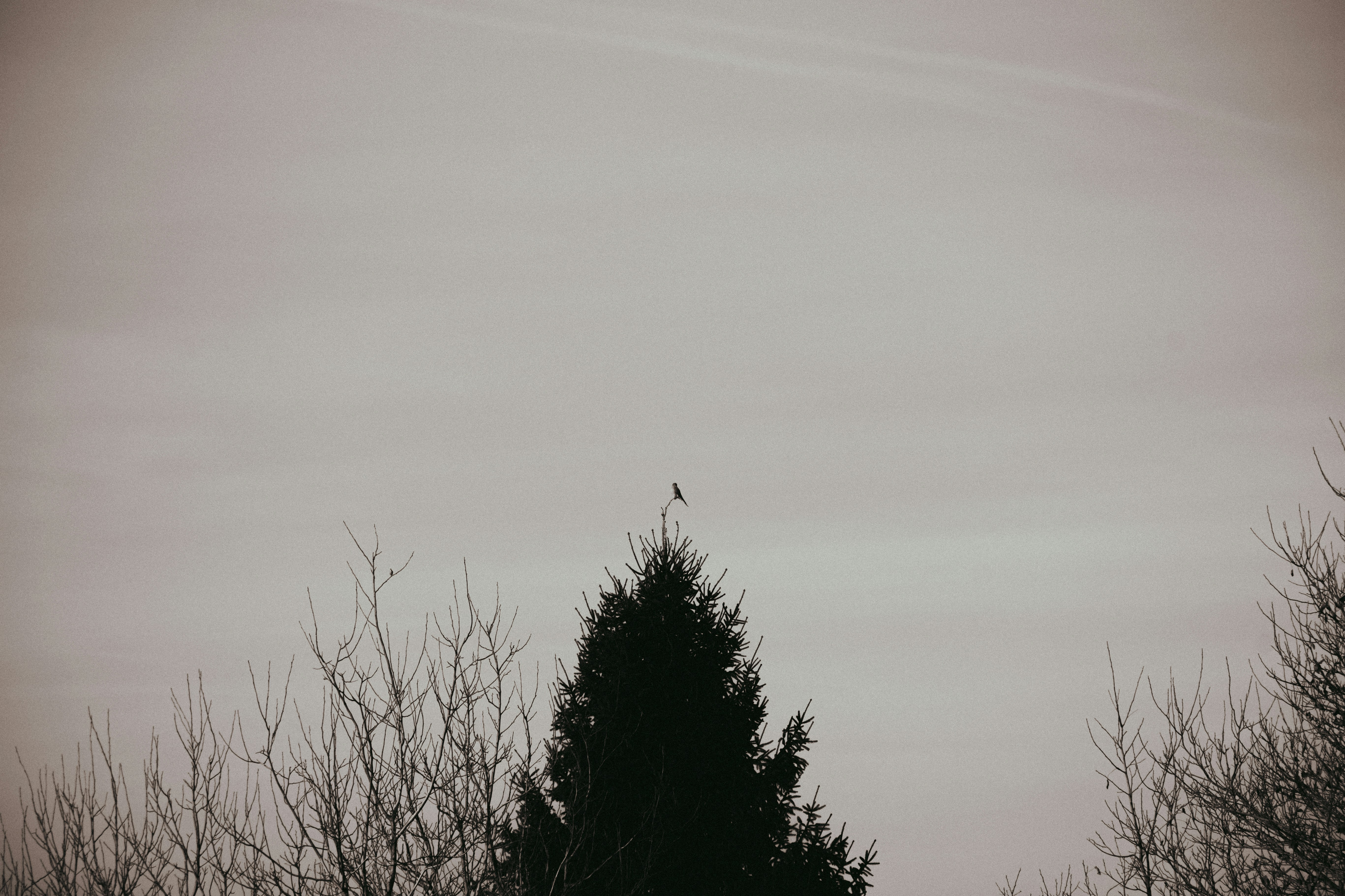 The Evolution of Conversion Psychology in 2026: Micro‑Moments and AI‑Powered Nudges