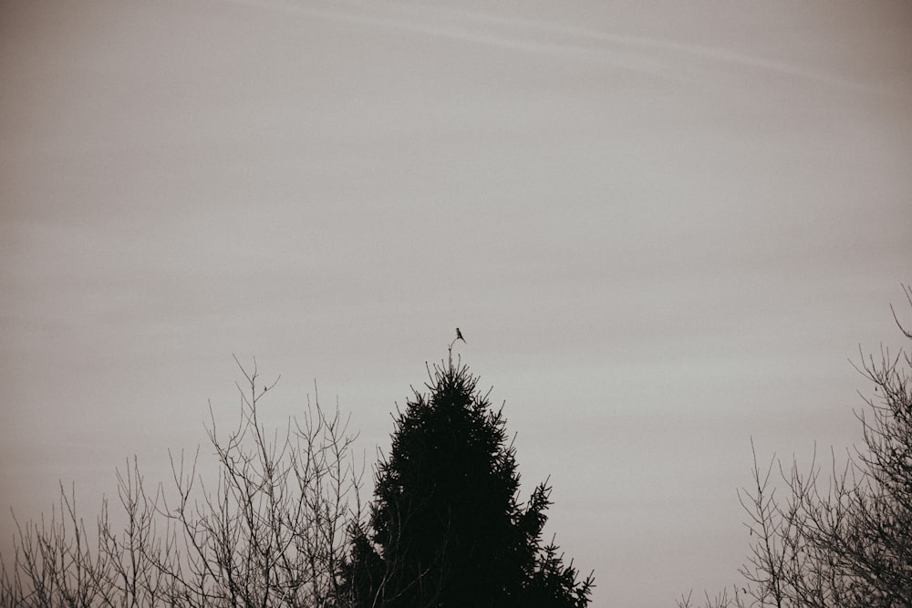 a black and white photo of a bird on a tree