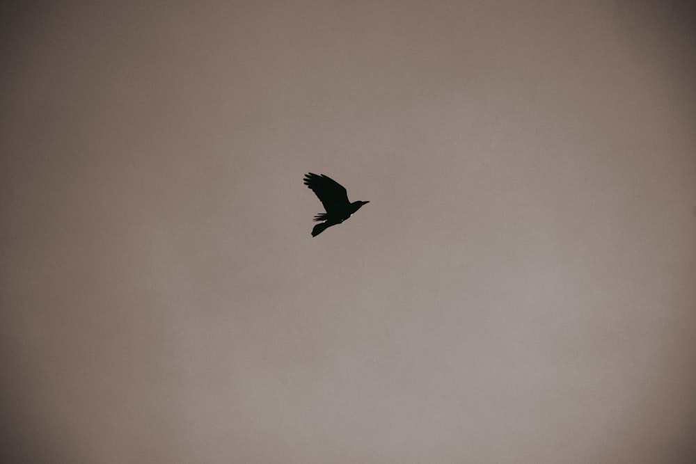 um pássaro preto voando através de um céu cinzento