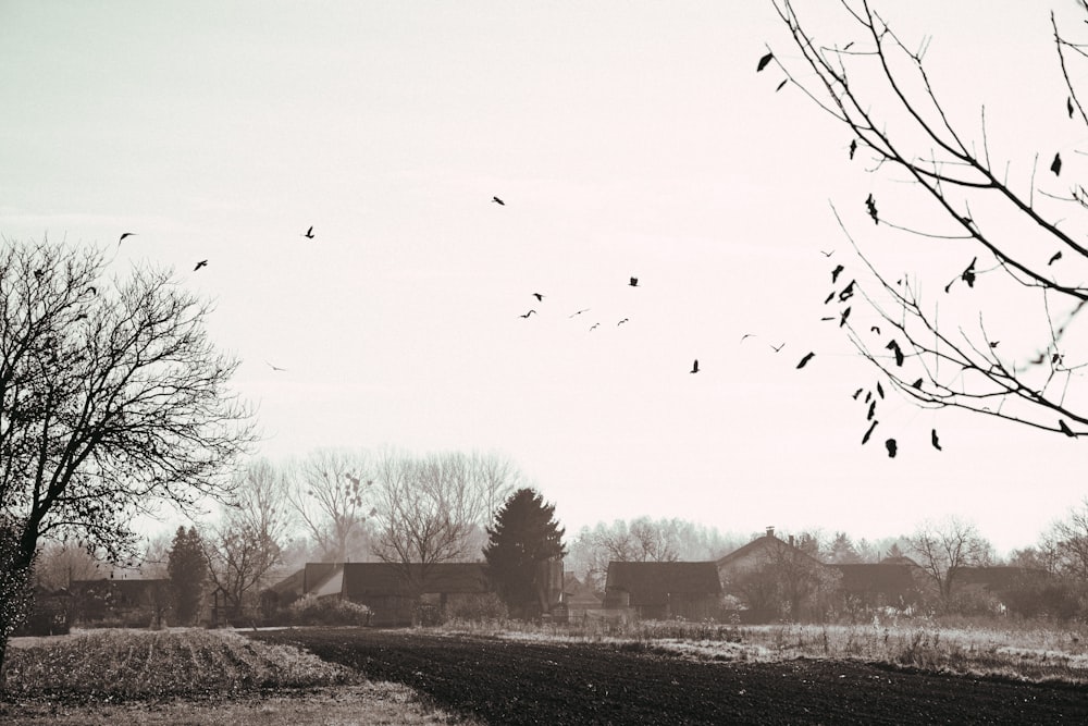 a black and white photo of a field with a house in the background