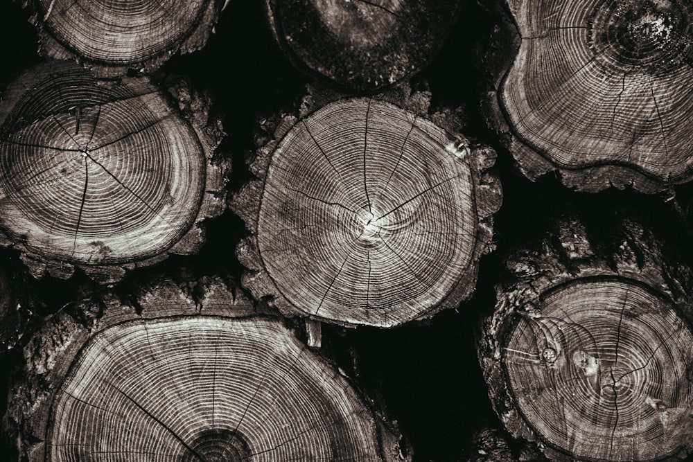 a pile of wood that has been cut down