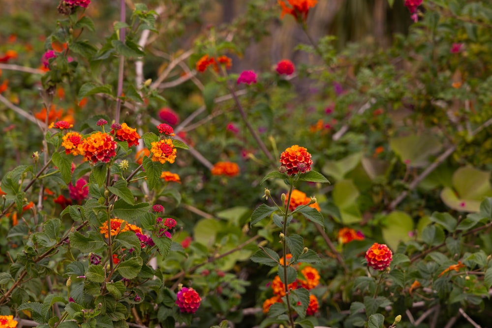 a field full of orange and red flowers