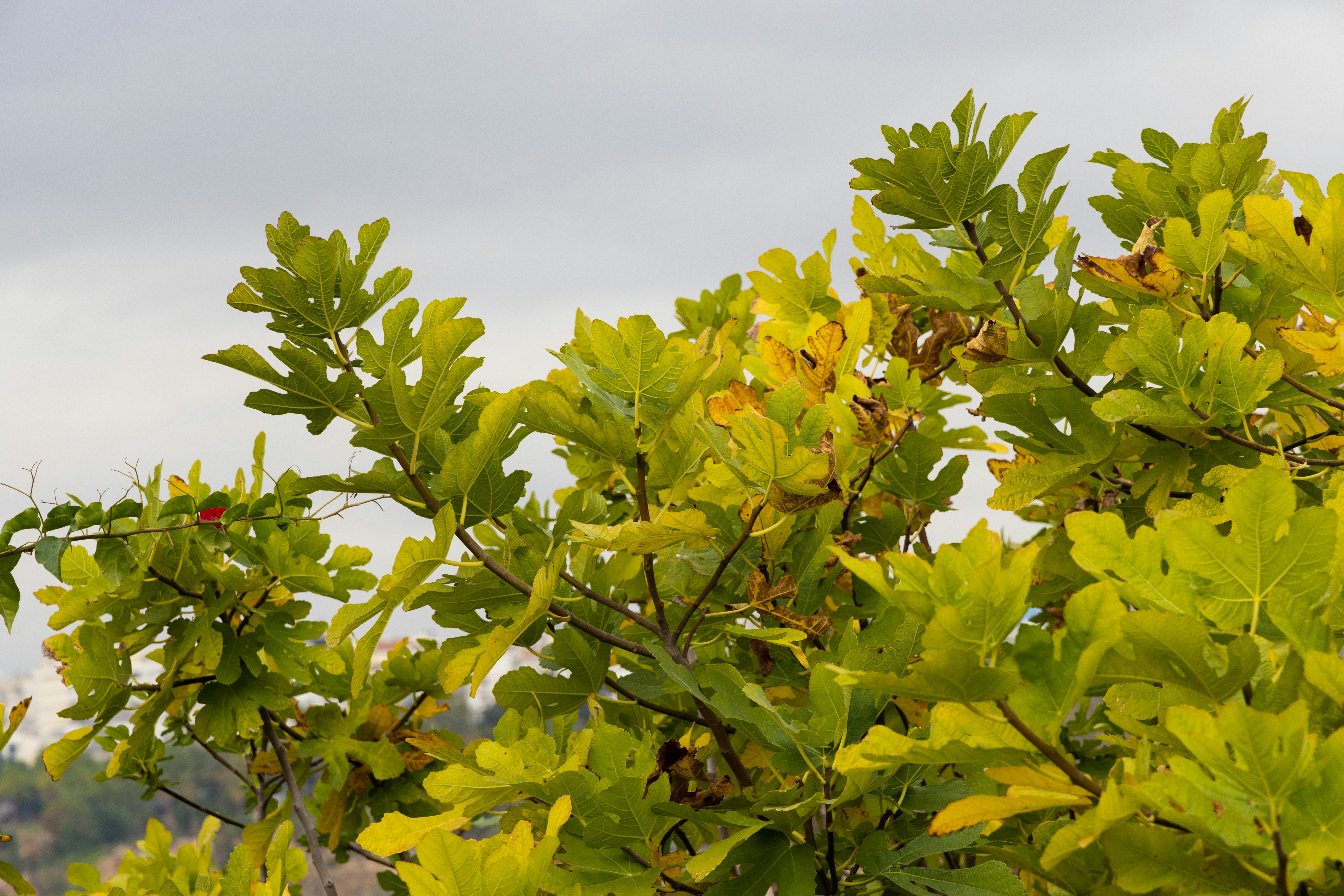 Photo by enginakyurt